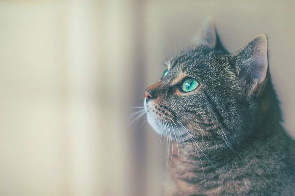 Boite à Croquette Chat
