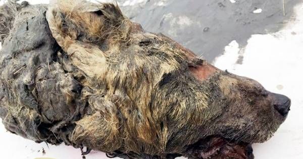 Une tête de loup géant vieille de 40.000 ans retrouvée en Sibérie