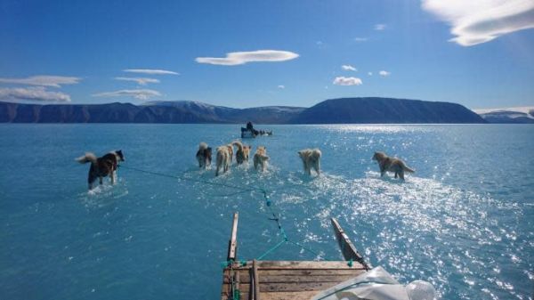 Ces chiens semblent marcher sur l'eau au Groenland : le chercheur danois qui a pris la photo nous explique