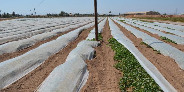 Chlorpyrifos : les dangers ignorés d'un pesticide toxique