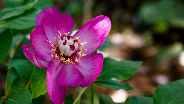 Environnement - les plantes disparaissent  aussi
