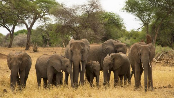 Pas un seul éléphant tué au Mozambique depuis un an