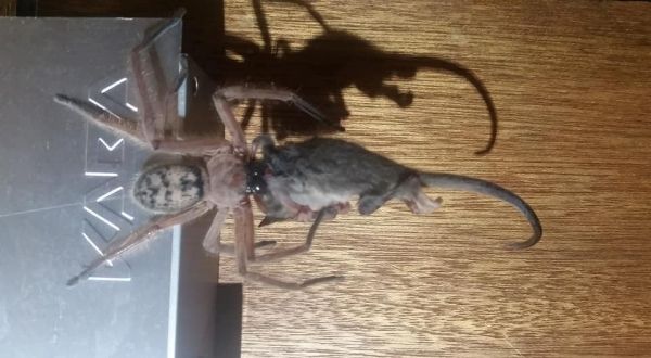Australie : Une araignée géante dévore un opossum