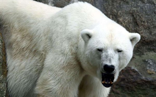 Russie : un ours blanc affamé repéré à plus de 800 km de son habitat