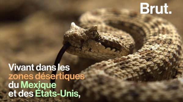 VIDEO. La locomotion ingénieuse du crotale cornu dans le désert
