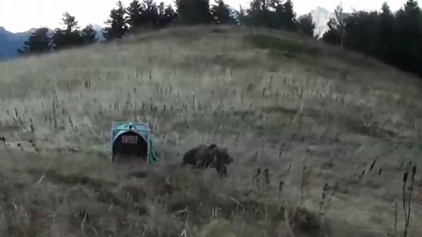Pyrénées : rencontre entre un petit garçon et un ours sauvage