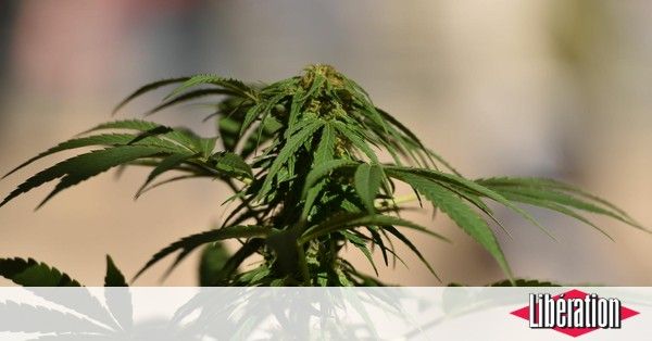 Des députés de plusieurs bords plaident pour «une légalisation régulée» du cannabis