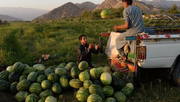 Pastèque-mania en Afghanistan