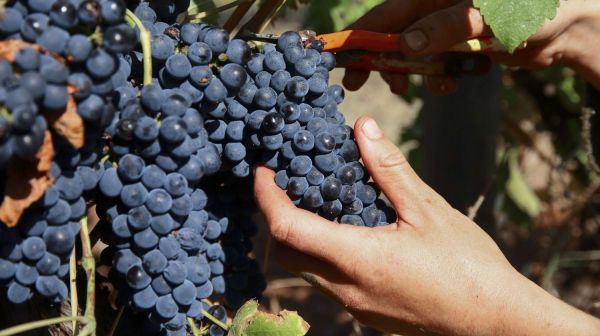 La hausse des températures rendra-t-elle le vin meilleur ?