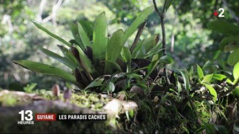 Feuilleton : Guyane, le royaume vert (3/5)