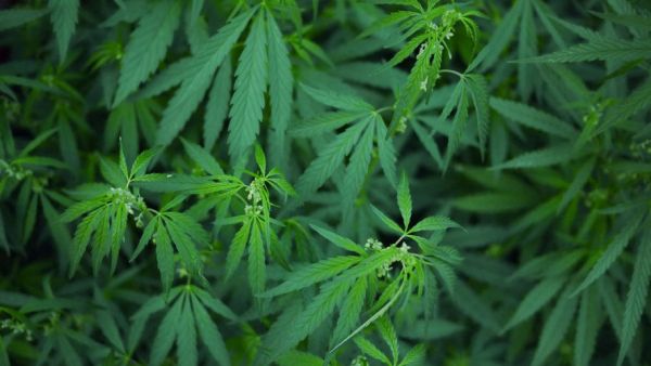 Le CBD pourrait devenir une arme puissante contre l'antibiorésistance