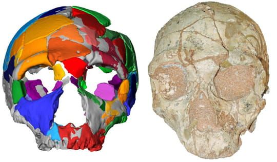 Eurêka! Le plus vieil Homo sapiens non africain a été retrouvé