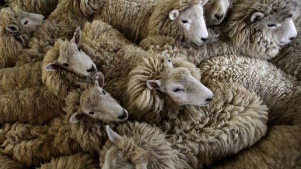 Les tarifs des moutons pour l’Aïd El Idha 2019