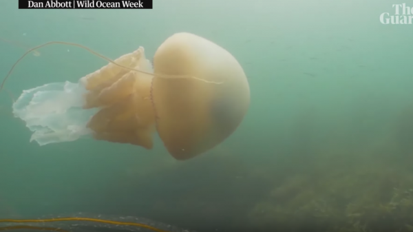 Vidéo : deux plongeurs nagent avec une méduse géante près des côtes anglaises