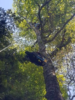 Oderen : une jeune parapentiste secourue dans un arbre