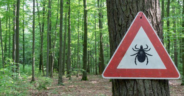 Maladie de Lyme : des élus américains soupçonnent l'armée d'être responsable de sa propagation