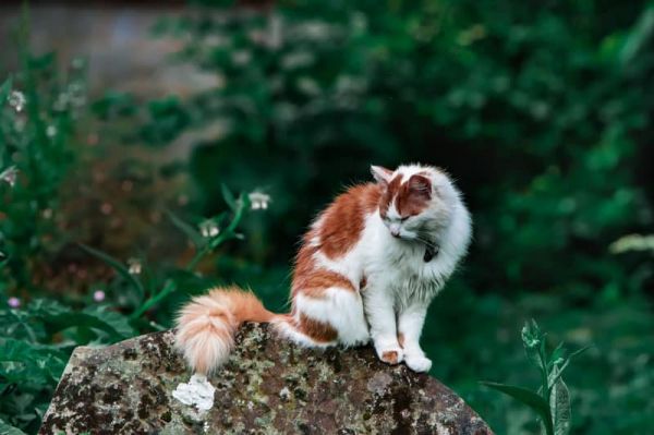 Litière écologique pour chat : un vrai geste pour l'environnement.