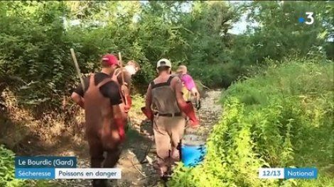 Sécheresse : lits asséchés, poissons en danger