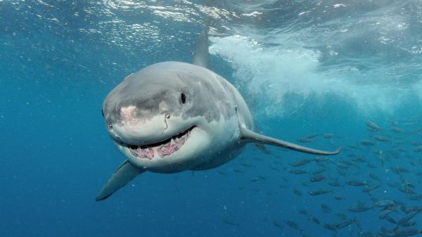 Océans : plongée dans les abysses