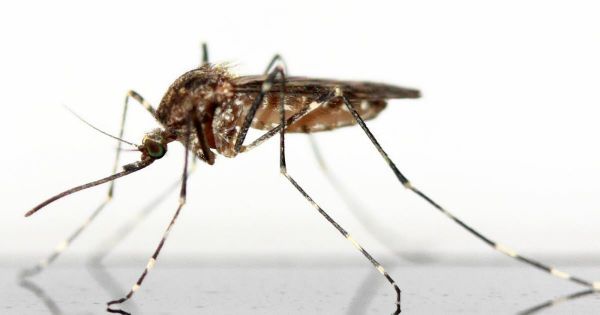 Les barrières naturelles contre les insectes de l'été