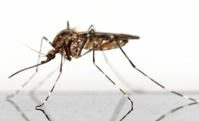 Les barrières naturelles contre les insectes de l'été