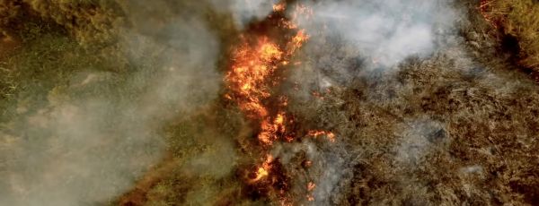 Zippo lutte contre la déforestation par le feu