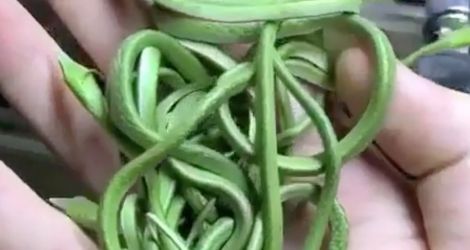 Des serpents qui ressemblent à des nouilles