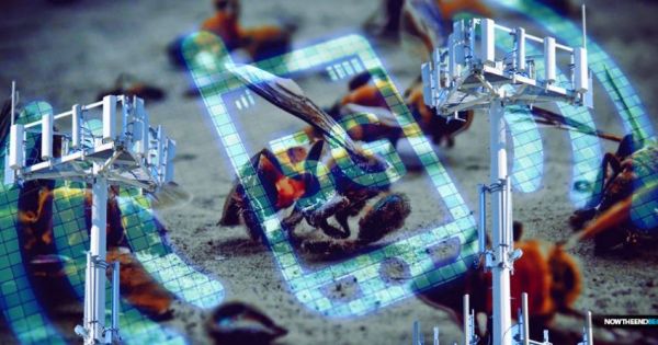 Californie: Les abeilles qui passent entre ces deux antennes 5G meurent les unes après les autres (vidéo)