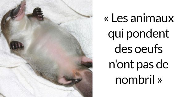 Un père a demandé à des inconnus de lui suggérer des faits intéressants qu’il pourrait dire à sa fille et il a obtenu 22 réponses