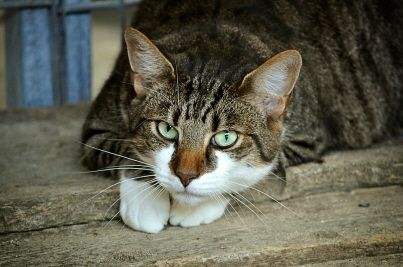 Costa Rica : un chat transportait des téléphones portables dans une prison