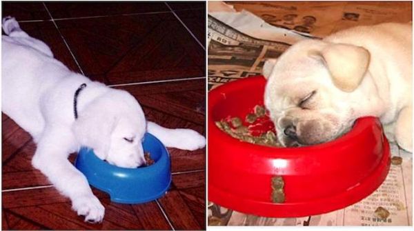 20 Photos Hilarantes De Chiens Qui Se Sont Endormis Dans Leur Gamelle !