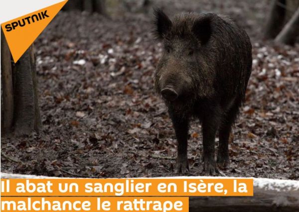 France:c'est à la veille de l'ouverture de la saison de chasse 2019 qu'un chasseur s'est blessé avec un sanglier. L'une des défenses de l'animal abattu s'est en effet enfoncée dans sa jambe