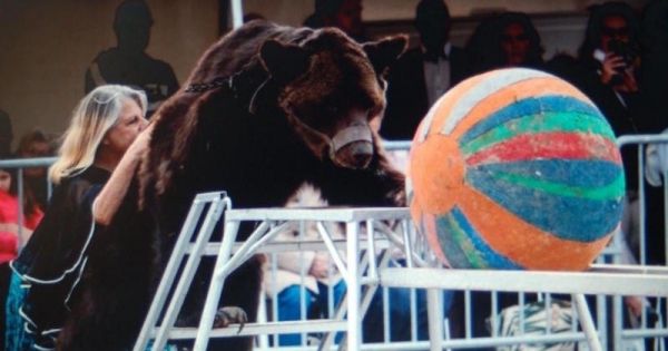 Un spectacle d'ours provoque l'indignation des habitants d'une commune des Hauts-de-France