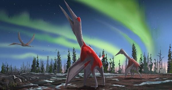 Un des plus gros animaux volants de l'histoire identifié au Canada