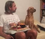 Un chien signifie à son maitre que son plateau-repas ne l'intéresse pas