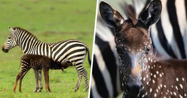 Ce bébé zèbre est né avec des taches au lieu de rayures (7 images)