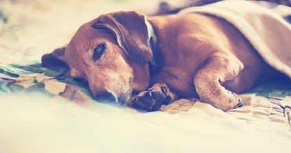 Une maladie mystérieuse frappe des dizaines de chiens en Norvège