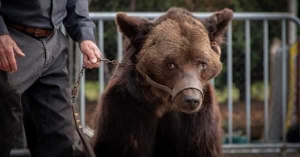 L'ours Micha qui avait été retiré du spectacle des Poliakov dans le Nord il y a une semaine va mieux