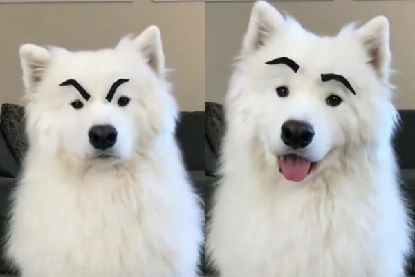 « Et si nos chiens avaient des sourcils », vous allez adorer cette vidéo