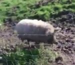 Un élevage de porcs qui ressemblent à des moutons