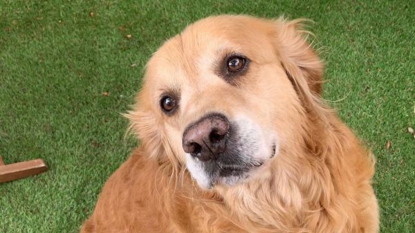 Les 5 races de chiens préférées des Français