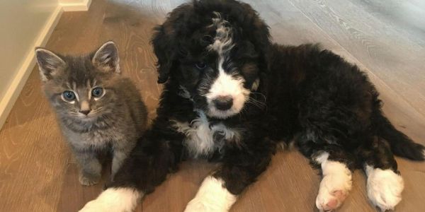Chats et chiens, aussi, sont des sources d'exposition aux pesticides