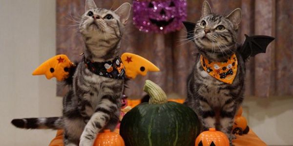 Halloween: 20 déguisements terrifiants pour chien ou chat !