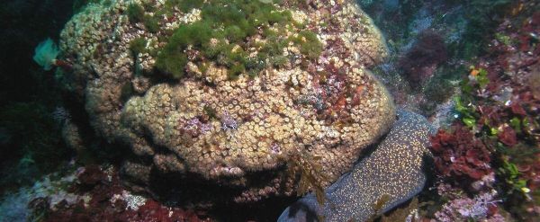 Des coraux décimés par une vague de chaleur renaissent en Méditerranée