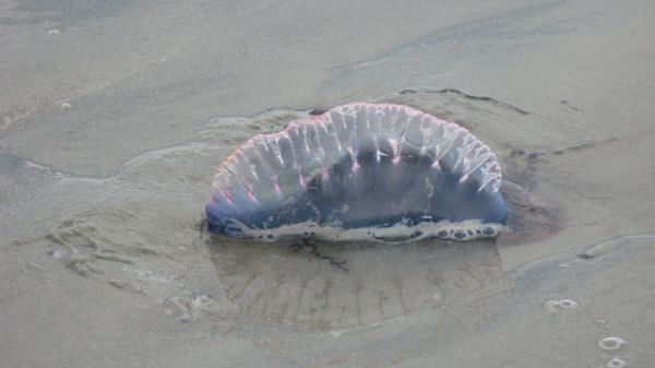 Des bestioles venimeuses envahissent les plages anglaises