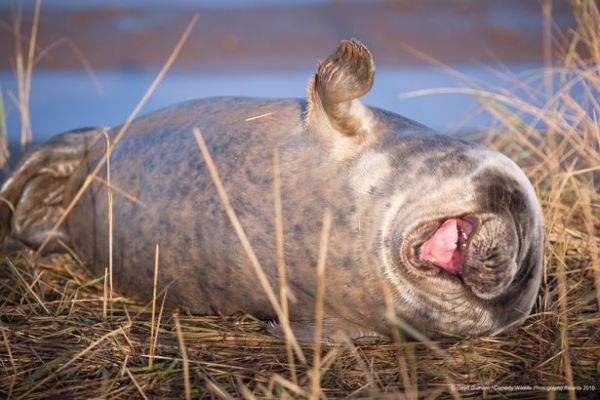 Découvrez ces meilleures photos hilarantes de ces animaux dans le livre Comedy Wildlife Photography Awards