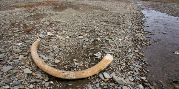 La disparition mystérieuse du mammouth laineux