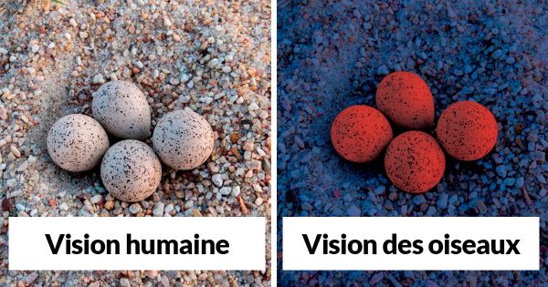 Voici comment les oiseaux voient le monde par rapport aux humains