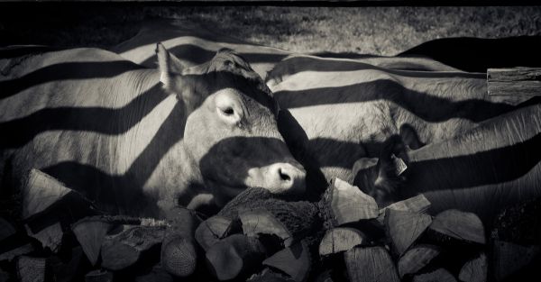 En peignant des rayures sur des vaches, elles ont été deux fois moins piquées que les autres