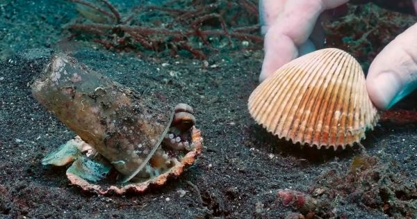 Un plongeur a convaincu un bébé pieuvre d’abandonner son verre en plastique en échange d’un coquillage